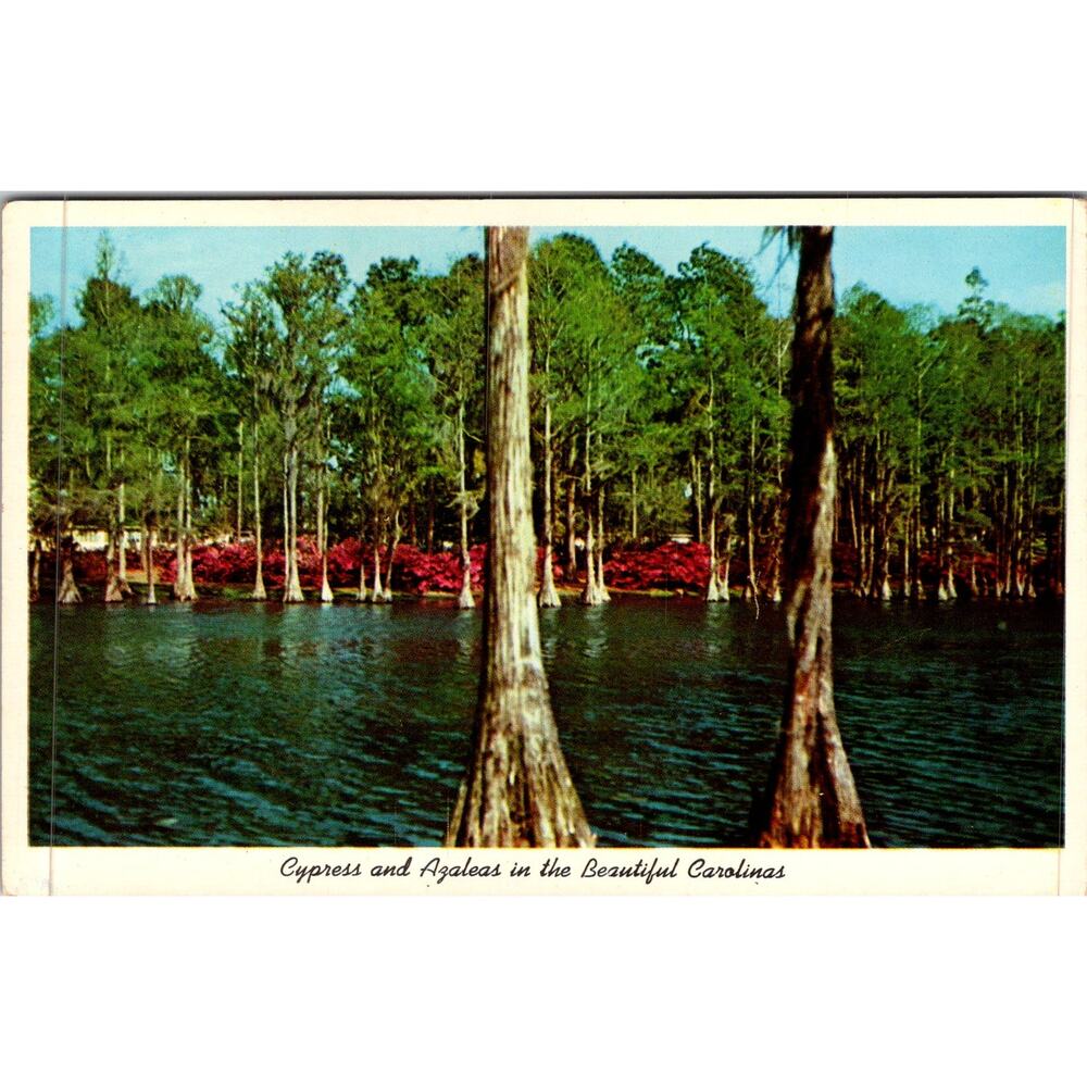 Cypress & Azaleas In The Beautiful Carolinas Vintage Postcard SP17-27